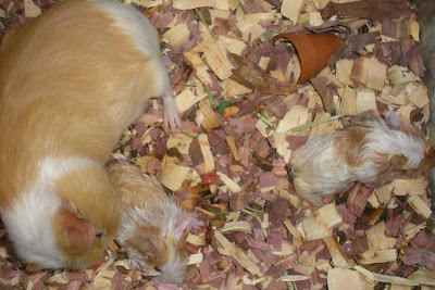 guinea pigs birth