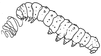 [ciclo de los gusanos de seda www.colorear (3)[2].gif]