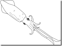 calamar (3)