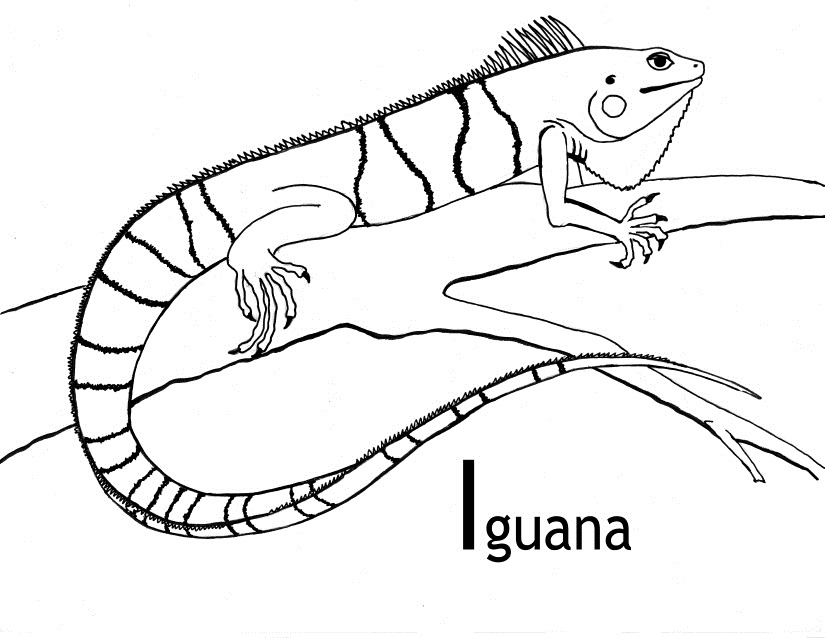[iguana blogcolorear (9)[5].jpg]