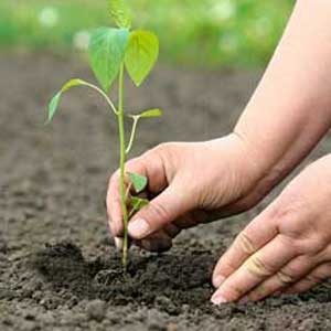 [environment-protection-6-00[6].jpg]