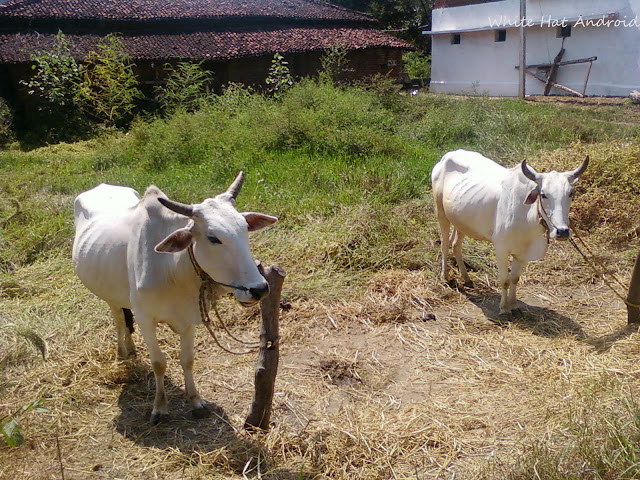 My Neighbour's Ox