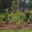 Kait's Herb garden