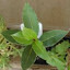 Bay Laurel