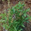 Basil 'Thai'