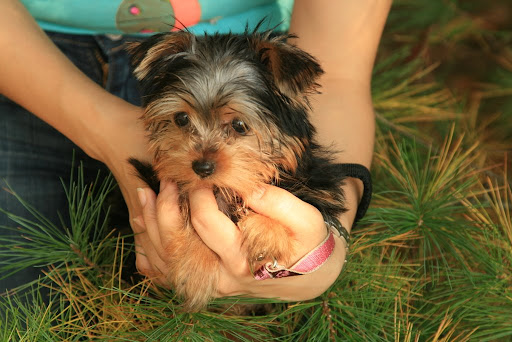 teacupyorkies for salespringfield mo