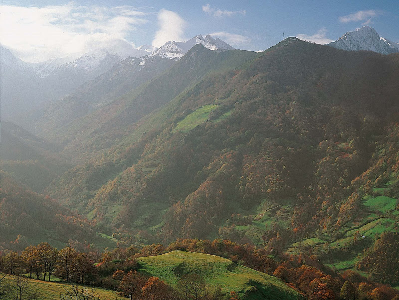 BOSQUE DE VALGRANDE ( PAJARES )