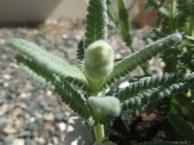 [2010_01310022[12].jpg]