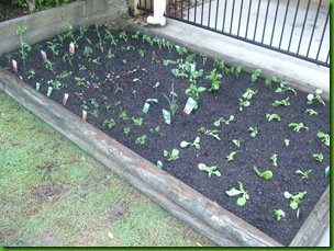 New Vege Planted 2