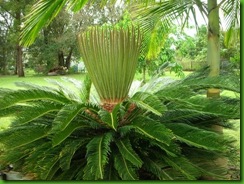Cycad