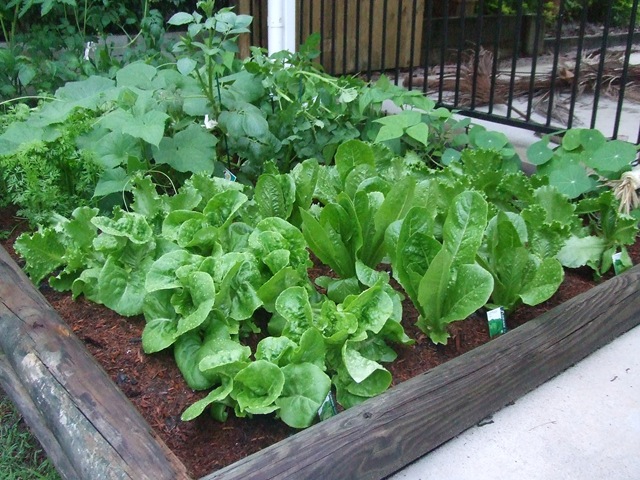 [Garden 5.12.10[3].jpg]
