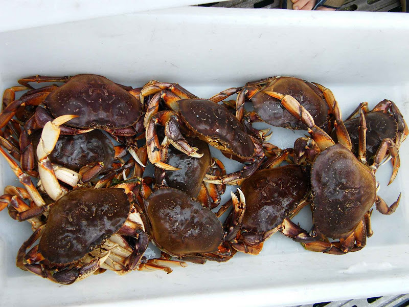 Fresh Caught Alaska Spot Prawns