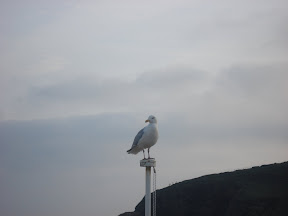 Another Freaky Gull