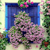 Los Patios de Córdoba