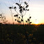 DSC_0774.JPG