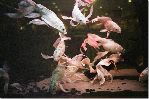 more freak show foto arte peixes fish (8) more freak show foto arte peixes fish (8)
