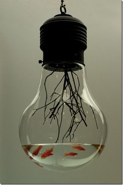 morefreakshowfotoartepeixesfish17_th morefreakshowfotoartepeixesfish17_th