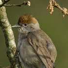 Blackcap ♀