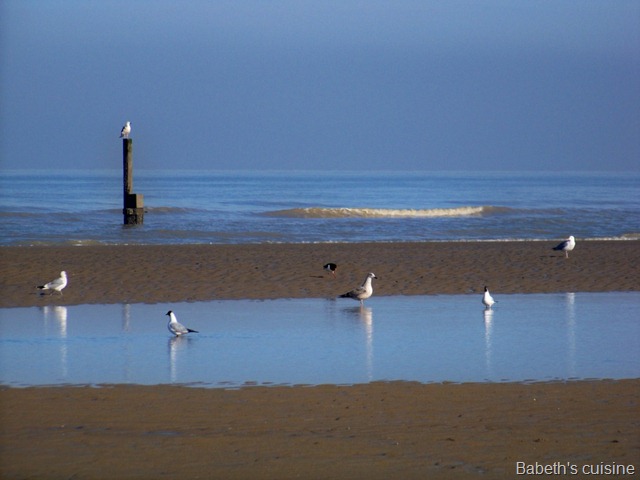 [plage mer du nord[8].jpg]
