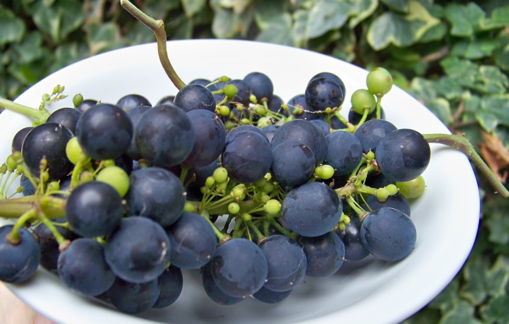 [raisin 2[4].jpg]