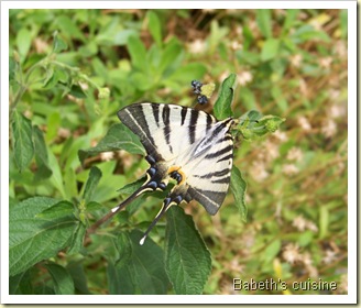 papillon papillon