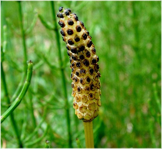 [equisetum[3].jpg]