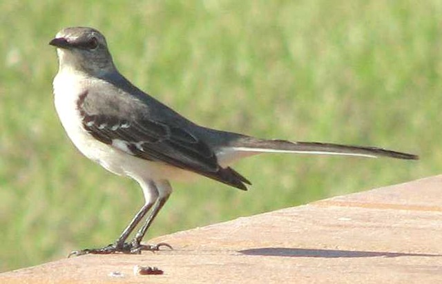 [florida_state_bird[7].jpg]
