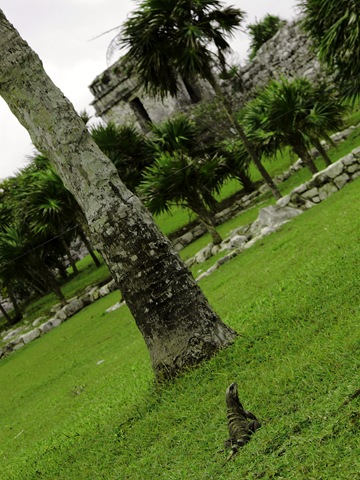 [iguana palms[20].jpg]