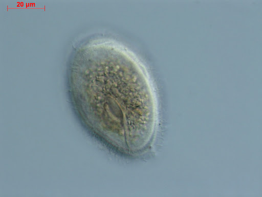 glycerol