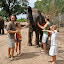 éléphant avec les poos - 011