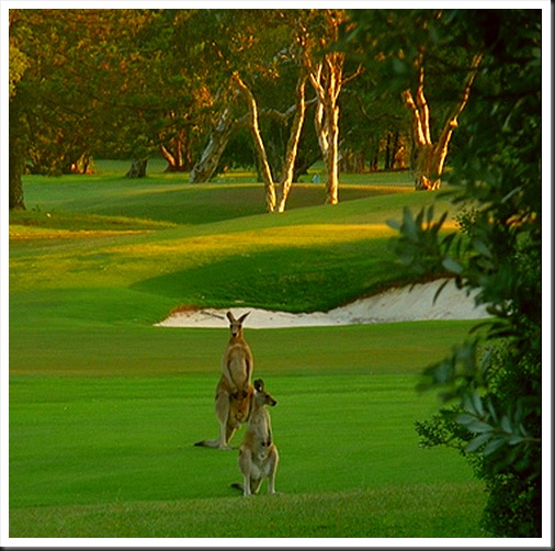 Yamba golf club_kangurus (11)