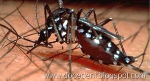 [mosquito_dengue[13].jpg]
