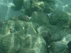  underwater