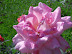 SDC10760.JPG