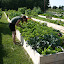 teresamclaren's Community garden