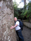 Eugene hugging a Kauri tree. Yes they are that big.
