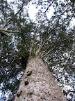~600 year old Kauri tree