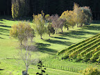 Mission Estate Winery