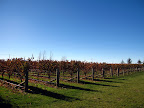 Villa Maria Vineyard