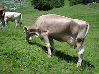 Cows on Rigi Kulm - Quenn of Mountains