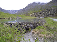 Beaver Dam