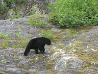 Black Bear at Exit Glacier.