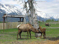 Caribou in conservation park.