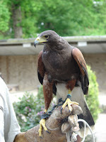 Falcon.