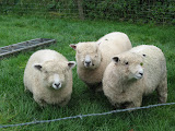 A friendly flock.