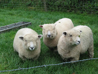 A friendly flock.