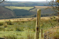 Exmoor ponies.