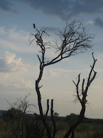 Bird at sunset