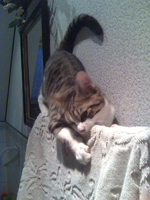 Pour les amoureux des chats - Page 2 10-10-08_0738