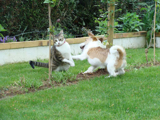 Pour les amoureux des chats - Page 2 DSC03833